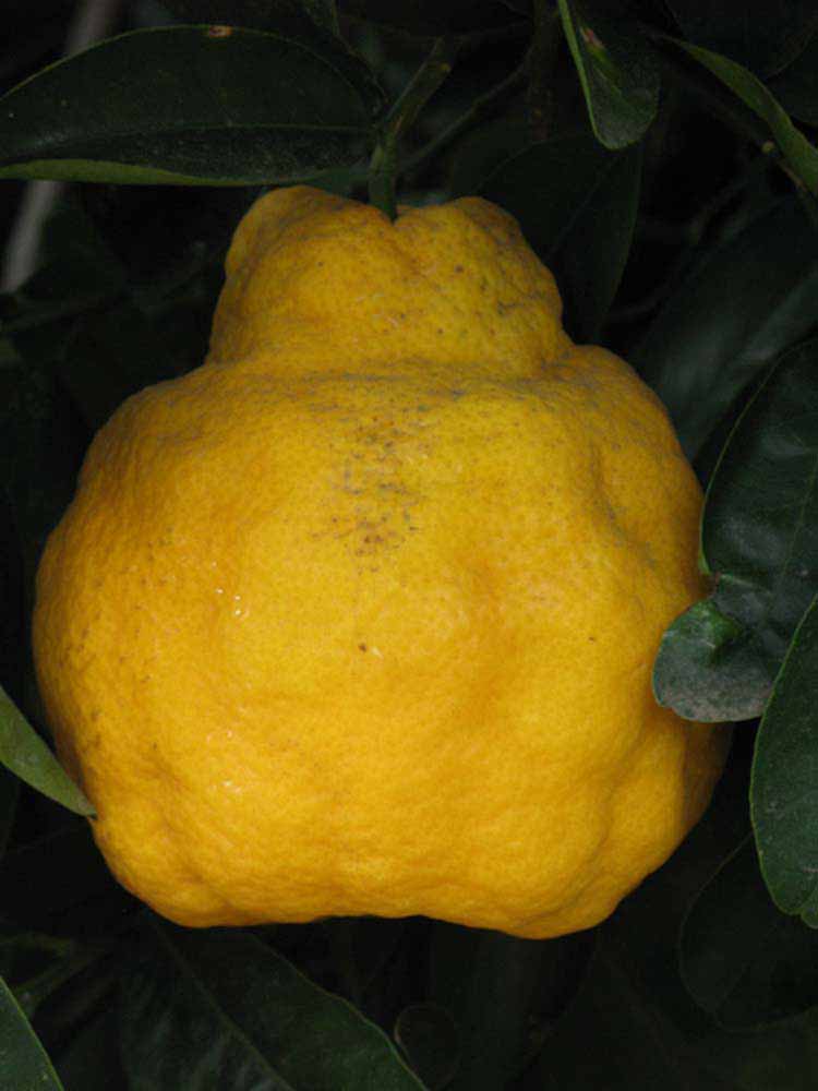            Fruit (Riverside, CA)   